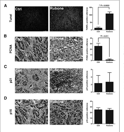 Figure From A Small Molecule Modulator Of The Tumor Suppressor Mir A