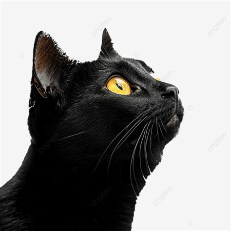 Gato Preto Olhos Amarelos Na Natureza Png Gato Preto Olhos