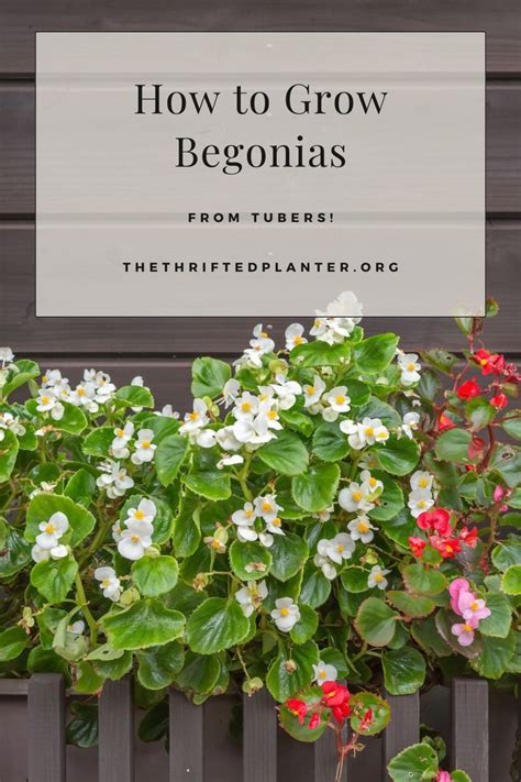 Grow Begonias From Tubers Begonia Benefits Of Gardening Annual Flowers