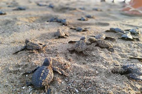 76 Na Pawikan Hatchlings Pinakawalan Sa Dagat Sa Camarines Sur Abs Cbn News