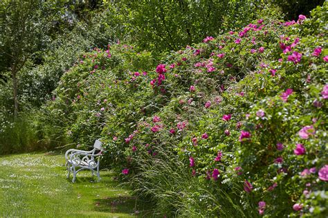 Hecke Aus Kartoffelrosen Rosa Rugosa Bild Kaufen