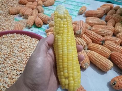 Perbedaan Jagung Manis Dan Jagung Hibrida Kisah Keluarga Nara