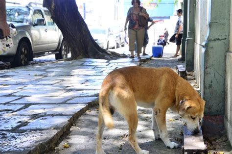 Dia Mundial Dos Animais De Rua Saiba Como Ajudar Pets Que Vivem Em