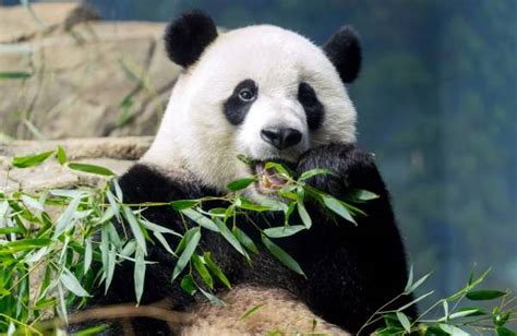 Fakta Unik Panda Hewan Menggemaskan Yang Punya Banyak Keanehan