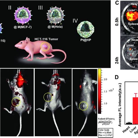 Characterization Of Biomimetic Nanoplatform Pthpm A Tem Was Used To Download Scientific