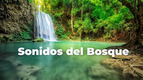 Sonidos Del Bosque Relajarse Sonidos De La Naturaleza Sonido Para