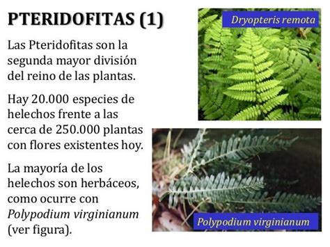 Qué son las Plantas pteridofitas Brainly lat