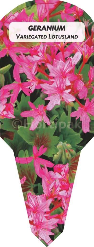 Geranium Variegated Lotusland Hortipak E Store