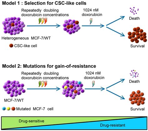 Two Models Illustrate Development Of Doxorubicin Resistance Model 1