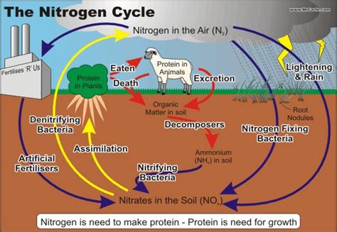 The Nitrogen Cycle