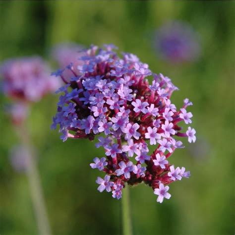 Verbena Bonariensis Ou Verveine De Buenos Aires Le Pot De 5 Litres