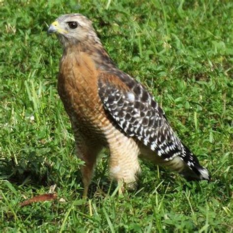 Are Red Shouldered Hawks Rare Diy Seattle