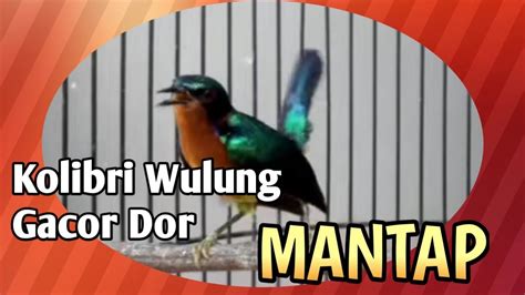 Kolibri Wulung Gacor Dor Youtube