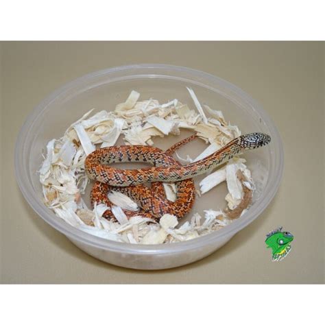 Hi Red Hypo Mosaic Brooks King Snake Baby Strictly Reptiles Inc