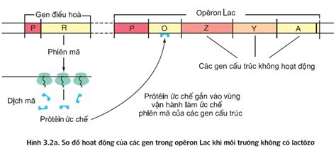 Sinh Học 12 Bài 3 Điều Hòa Hoạt Động Gen Là Gì VUIHOC