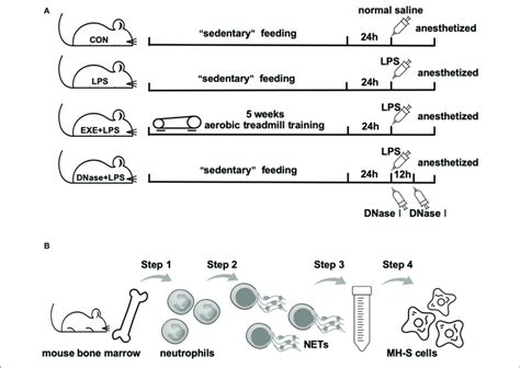 Operational Schematics Of In Vivo And In Vitro Experiments A Download Scientific Diagram