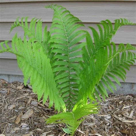 A Green Plant Growing Out Of The Ground