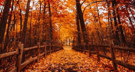 Fall Colours In Ontario Where When To See Them In 2023