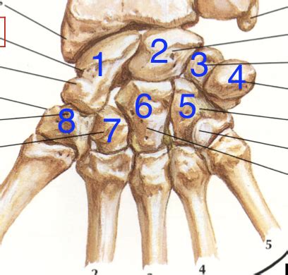 Kines 202 Exam 4 Flashcards Quizlet