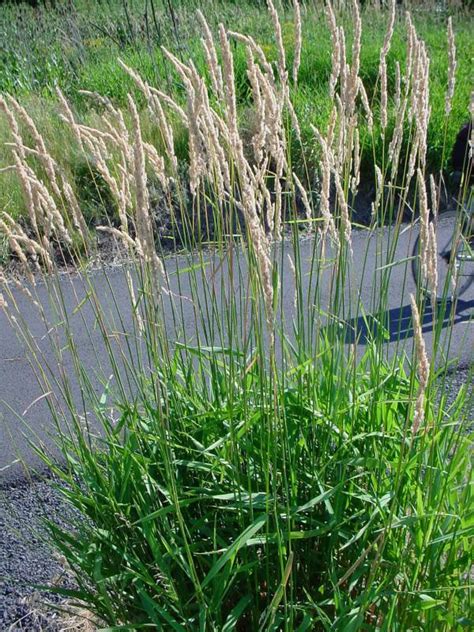 Reed Canary Grass