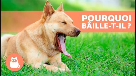 Pourquoi Mon Chien B Ille Comprenez Le Langage Canin Youtube