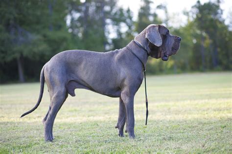 Magazine Para Cães Raças De Cães Tudo Sobre O Dogue Alemão