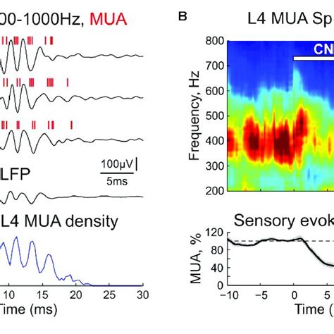 The Cnqx And Dapv Effect On Sensory Evoked Fast Oscillations Fo In