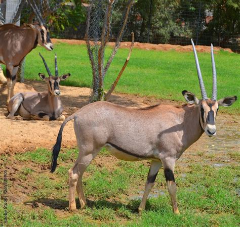 Foto Stock The East African Oryx Oryx Beisa Also Known As The Beisa