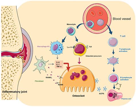 Frontiers Regulation Of Differentiation And Generation Of Osteoclasts