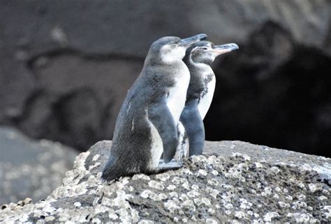 Where Are Galapagos Penguins Found In The Archipelago