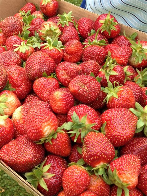 Good (Food) Reads: Strawberry Obsession | With Two Spoons