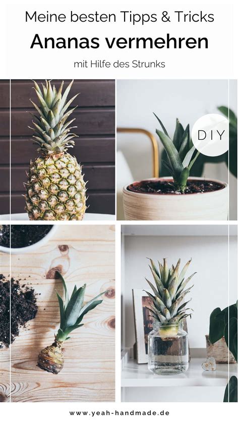 Diy Ananas Vermehren Ich Zeige Euch Wie Ihr Eine Ananas Pflanze Aus