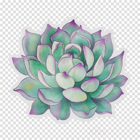 Succulent Plant Drawing Np