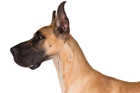 Great Dane Dog Breed Information