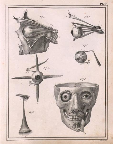 Illustrations Of The Oculomotor Muscles Of The Eye From Manuel D