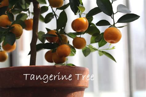 Dwarf Tangerine Tree - Indoor Citrus Tree Care