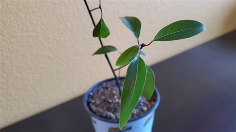 How To Grow Camphor Tree In Container Or Ground Cinnamomum Camphora