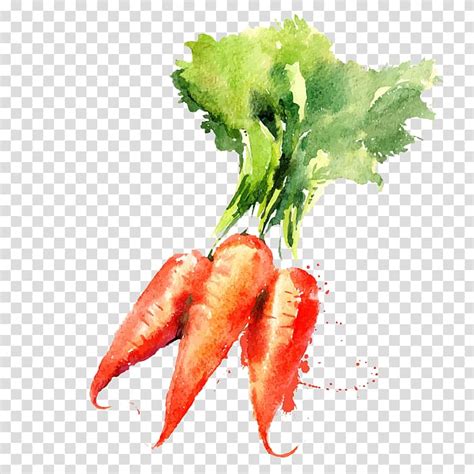 Three Orange Carrots Watercolor Painting Vegetable Drawing Carrot