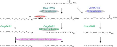 Biosynthetic Pathways Towards The Sex Pheromone Of Chilo Suppressalis