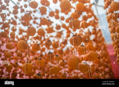 MATURE FRESH YELLOW PERSIMMON FRUIT DRYING ON FARM DA LAT CAU DAT