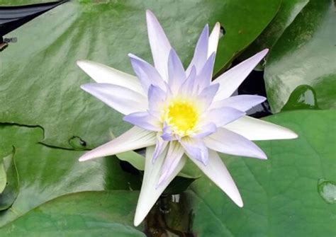 Free Picture Aquatic Lotus Water Nature Leaf Reflection Lake