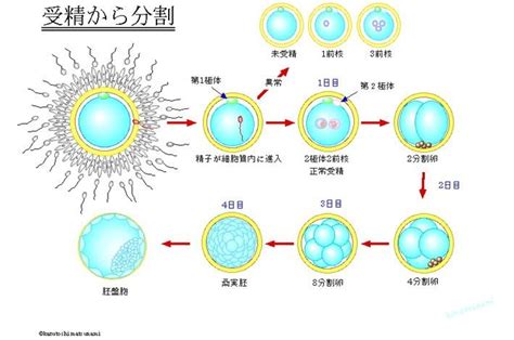 生殖補助医療（体外受精・顕微授精）について 山形済生病院 社会福祉法人 恩賜財団 済生会