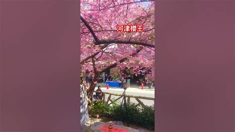 《嘉義梅山太和樟樹湖河津櫻王🌸 ️》嘉義旅遊 梅山太和樟樹湖河津櫻王櫻穀王櫻花 Youtube