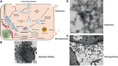 Frontiers Skeletal Muscle Released Extracellular Vesicles State Of