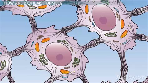 Biofilms Definition Examples Importance Lesson Study