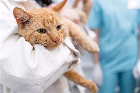 Peritonitis Infecciosa Felina Causas Síntomas Y Prevención