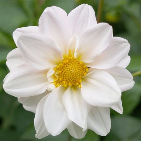 NAMES OF WHITE FLOWERS - NAMES OF WHITE FLOWERS