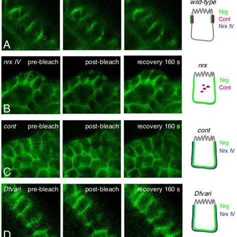 FRAP Of GFP Tagged Nrg In Epithelial Cells Of Live Embryos Side Views