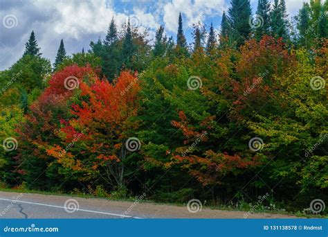 Trees with Fall Foliage Colors in Mont Tremblant National Park Stock ...