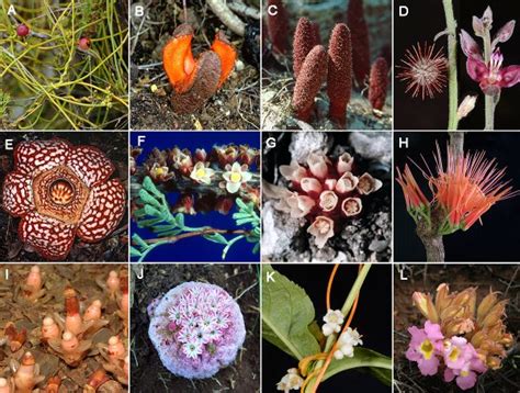 Parasitic Angiosperms: How often and how many? - International Parasitic Plant Society